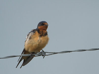 Barn Swallow / Boerenzwaluw / Hirundo rustica 