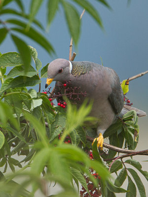 Band-tailed Pigeon / Bandstaartduif / Patagioenas fasciata
