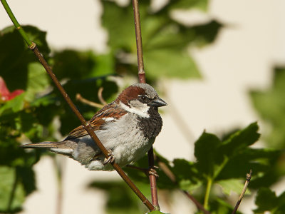 House Sparrow / Huismus / Passer Domesticus