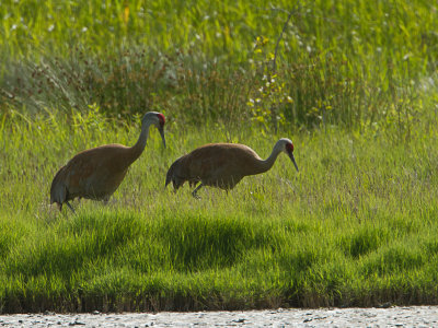 Sandhill Crane / Canadese kraanvogel / Grus canadensis