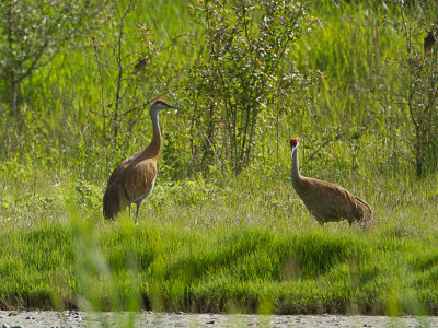 Sandhill Crane / Canadese kraanvogel / Grus canadensis