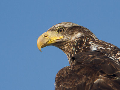 Bald Eagle / Amerikaanse zeearend / Haliaeetus leucocephalus 