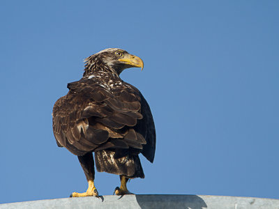 Bald Eagle / Amerikaanse zeearend / Haliaeetus leucocephalus 