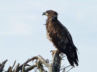 Bald Eagle / Amerikaanse zeearend / Haliaeetus leucocephalus 