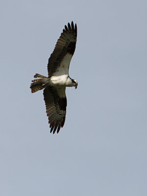 Osprey / Visarend / Pandion haliaetus 