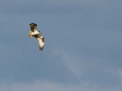 Osprey / Visarend / Pandion haliaetus 