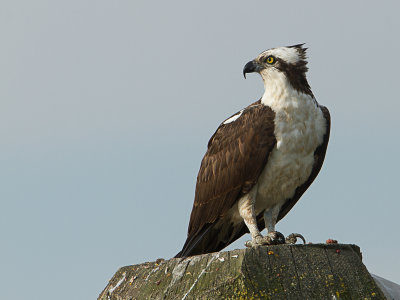 Osprey / Visarend / Pandion haliaetus 