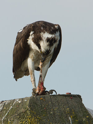 Osprey / Visarend / Pandion haliaetus 