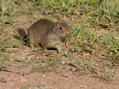 Uinta ground squirrel / Uintagrondeekhoorn / Spermophilus armatus