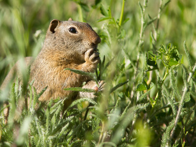 Uinta ground squirrel / Uintagrondeekhoorn / Spermophilus armatus