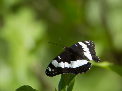 Weidemeyer's Admiral / Limenitis weidemeyerii