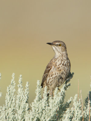 Sage Thrasher / Bergspotlijster / Oreoscoptes montanus