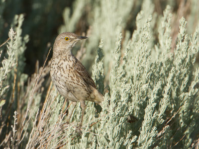 Sage Thrasher / Bergspotlijster / Oreoscoptes montanus