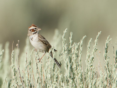 Lark Sparrow / Roodoorgors / Chondestes grammacus