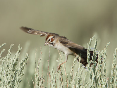 Lark Sparrow / Roodoorgors / Chondestes grammacus