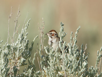 Lark Sparrow / Roodoorgors / Chondestes grammacus