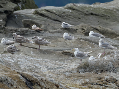 Glaucous-winged Gull / Beringmeeuw / Larus glaucescens