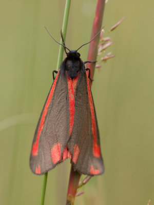 Sint-jacobsvlinder / Cinnabar moth / Tyria jacobaeae