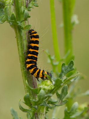 Sint-jacobsvlinder / Cinnabar moth / Tyria jacobaeae