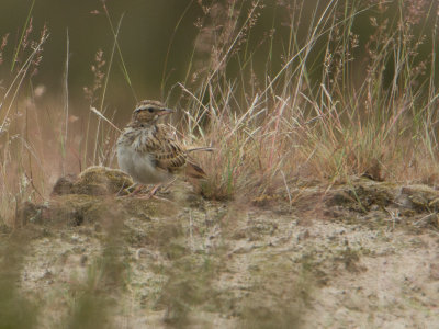 Boomleeuwerik / Woodlark / Lullula arborea