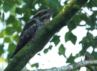 Nachtzwaluw / European Nightjar / Caprimulgus europaeus