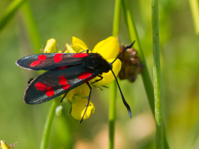 Sint-jansvlinder / Six-spot Burnet / Zygaena filipendulae