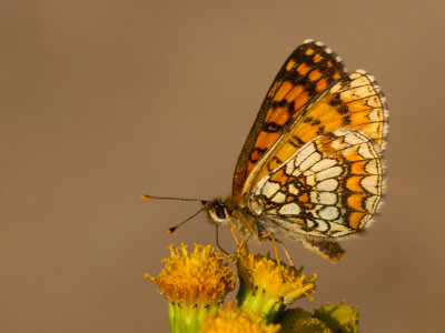 Bosparelmoervlinder /  Heath Fritillary / Melitaea athalia