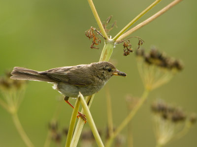 Fitis / Willow Warbler / Phylloscopus trochilus 