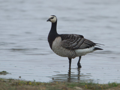 Brandgans / Barnacle Goose / Branta leucopsis