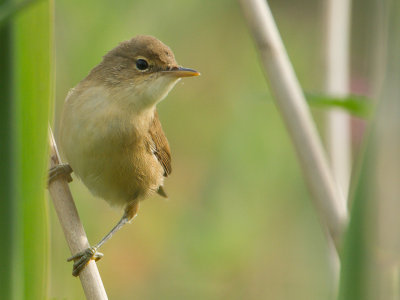 Kleine karekiet / Eurasian Reed Warbler / Acrocephalus scirpaceus 