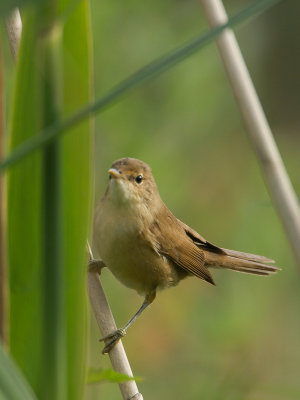 Kleine karekiet / Eurasian Reed Warbler / Acrocephalus scirpaceus 