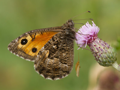 Heivlinder / Grayling / Hipparchia semele