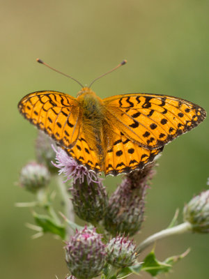 Grote parelmoervlinder / Dark Green Fritillary / Argynnis aglaja 