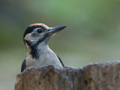 Grote Bonte Specht / Great Spotted Woodpecker / Dendrocopos major 