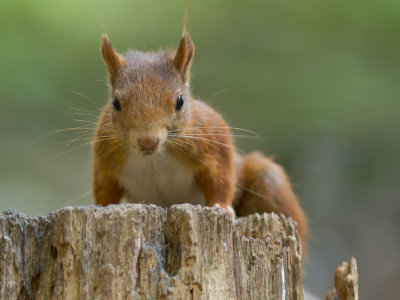 Rode eekhoorn / Red Squirrel / Sciurus vulgaris