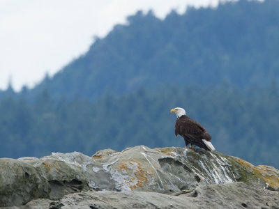 Bald Eagle / Amerikaanse zeearend / Haliaeetus leucocephalus 