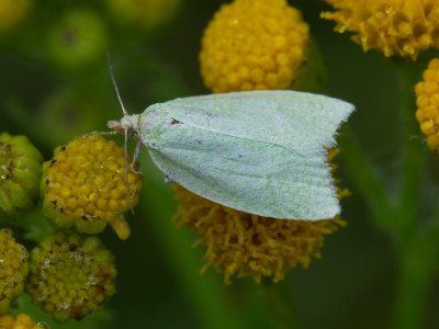 Groene eikenbladroller / European oak leafroller / Tortrix viridana