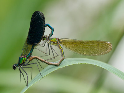 Iberische beekjuffer / Western Demoiselle / Calopteryx xanthostoma