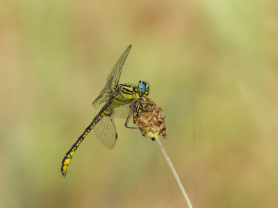 Gele rombout / Yellow Clubtail / Gomphus simillimus