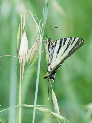 Koningspage / Scare Swallowtail / Iphiclides podalirius