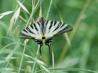 Koningspage / Scare Swallowtail / Iphiclides podalirius