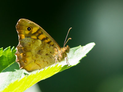 Bont zandoogje / Speckled Wood / Pararge aegeria 