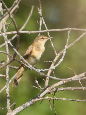 Grote karakiet / Great Reed Warbler / Acrocephalus arundinaceus 