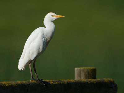 Koereiger / Cattle egret / Bubulcus ibis 