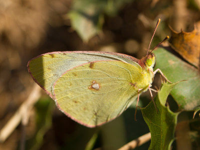 Zuidelijke luzernevlinder / Berger's Clouded Yellow / Colias sareptensis