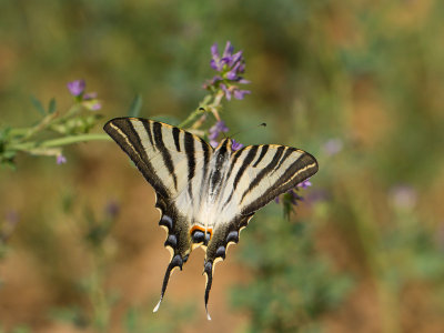 Spaanse Koningspage / Southern Scarce Swallowtail / Iphiclides feisthamlii