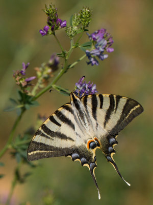 Spaanse Koningspage / Southern Scarce Swallowtail / Iphiclides feisthamlii