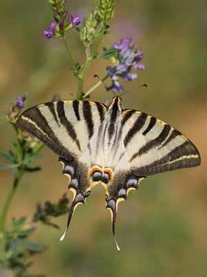 Spaanse Koningspage / Southern Scarce Swallowtail / Iphiclides feisthamlii