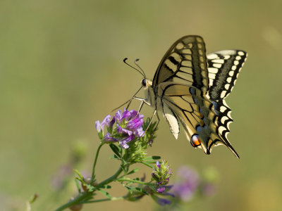 Koninginnepage / Old World Swallowtail / Papilio machaon 