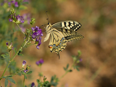 Koninginnepage / Old World Swallowtail / Papilio machaon 